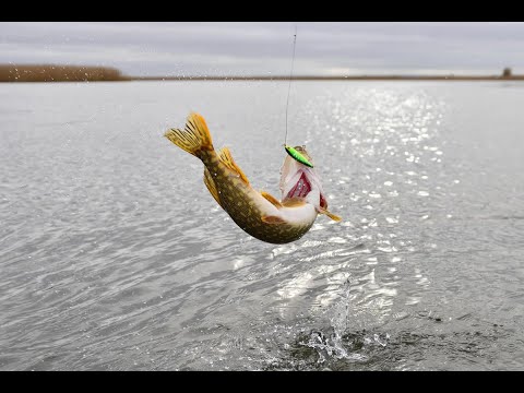 Видео: рыбалка на щуку