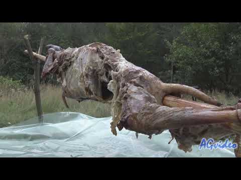 Видео: Хамбар дере 2018