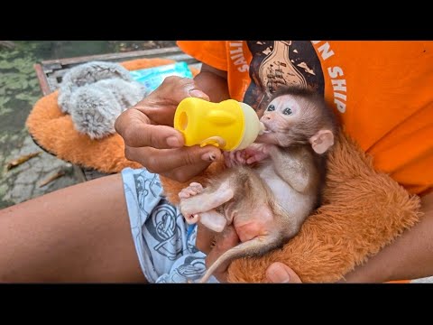 Видео: Обратите особое внимание на глазки Нуно🥺. Невинная маленькая обезьянка. 🥺