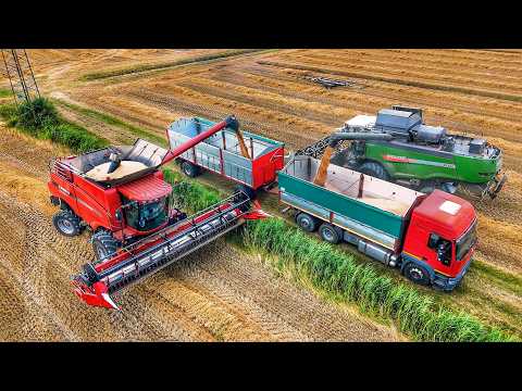 Видео: УБОРКА ПШЕНИЦЫ 2025 ГОДА CASE IH AXIAL FLOW FENDT 6335