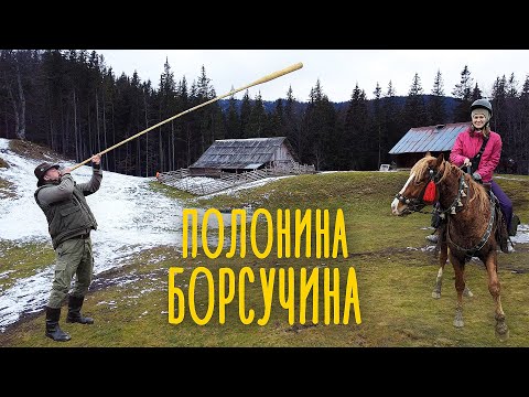 Видео: Кіньми на полонину Борсучина 🐴 В гостях у ґазди Василя, життя гуцула в горах
