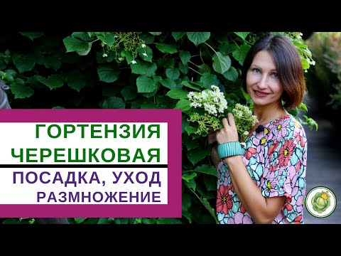 Видео: ГОРТЕНЗИЯ ЧЕРЕШКОВАЯ - прекрасное растение для вертикального озеленения//особенности посадки и ухода