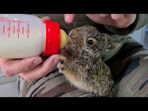 Видео: Как правильно кормить зайчонка? Выкармливание зайчат / Центр реабилитации диких животных Дом Зайца