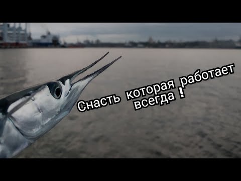 Видео: Сарган,ставрида в непогоду.Отловился /fishing for garfish in bad weather