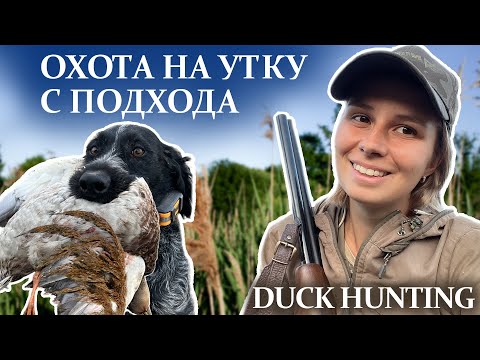 Видео: Осенняя охота на утку с дратхааром Солой, девушка охотник / Duck hunting