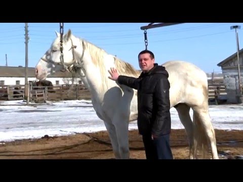 Видео: Кумысный цех племзавода "Сростинский", Алтайский край.