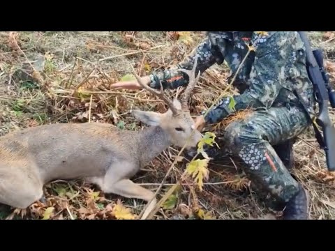 Видео: Долгожданный ТРОФЕЙНЫЙ РОГАЧ. Охота на косулю в Казахстане! Горная охота на косулю в Казахстане!