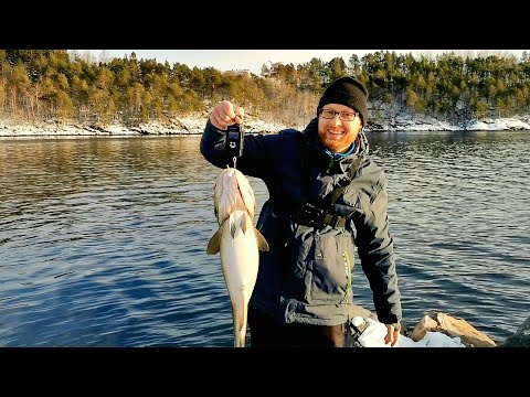 Видео: ТАКОЕ СЛОЖНО ЗАБЫТЬ!! ЭТИ ЭМОЦИИ Я ДО СИХ ПОР ПОМНЮ!! рыбалка в Норвегии с берега. Треска.