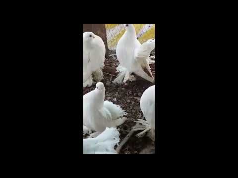 Видео: Ейские Валентина Щур