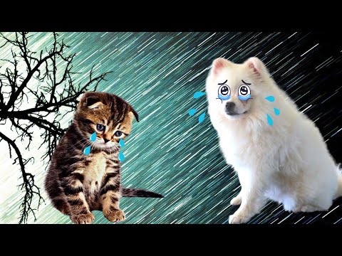 Видео: СПАСЛИ БОЛЬНУЮ Бездомную КОШКУ! Она ВЫЖИВЕТ??!
