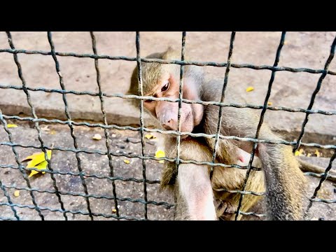 Видео: Люся СТАЛА НАМ ЖАЛОВАТЬСЯ и звать в гости, потому что Елисей НЕ УДЕЛЯЕТ ЕЙ ВНИМАНИЕ!