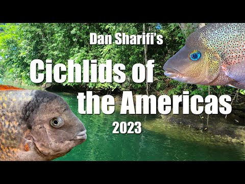 Видео: За кулисами выставки «Цихлиды Америки 2023» Дэна Шарифи: новые и улучшенные