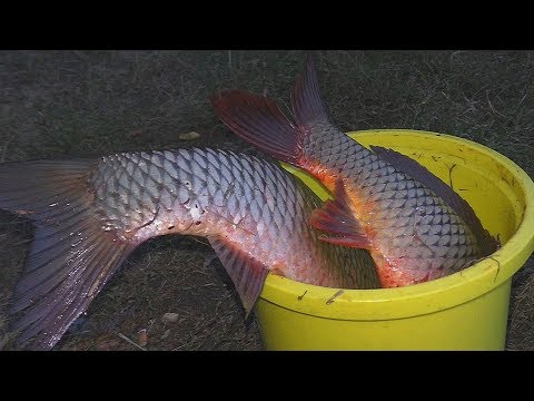 Видео: Рыбалка. СНАСТИ С КОРОТКИМИ ПОВОДКАМИ ловят карпа и амура.My fishing