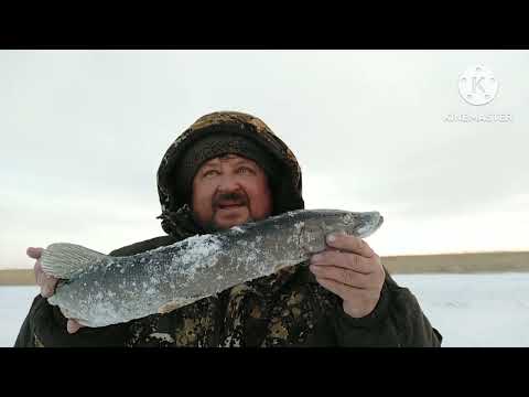 Видео: Рыбалка в Казахстане.Селетинское водохранилище.Трудовая щука.