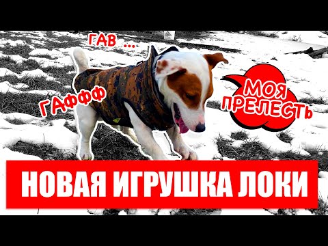 Видео: ЛОКИ БОБО играет сам 😲  с новой игрушкой  🐾   Дог влог