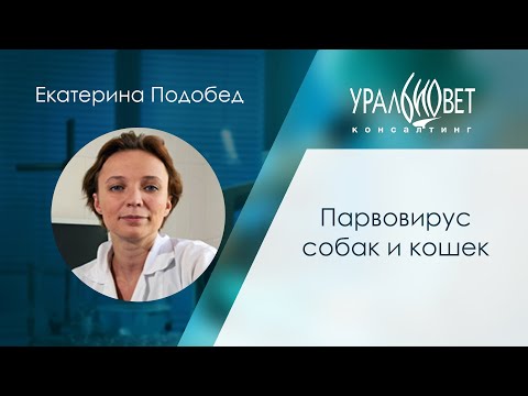 Видео: Парвовирус собак и кошек. Подобед Екатерина #убвк_терапия