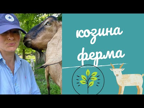 Видео: Один день із життя на козиній фермі