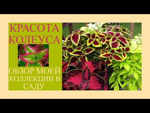 Видео: Красота Колеуса в саду. Красивый яркий неприхотливый кустарник. Выращиваю в кашпо. Обзор коллекции.