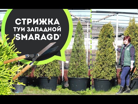 Видео: Мастер-класс по обрезке туи, уход за садом, отдел сервиса НАТАЛИС