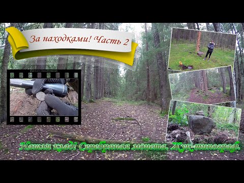 Видео: За находками по Карельскому перешейку. Часть 2. Нашли клад! Серебряная монета. Жук-типограф.