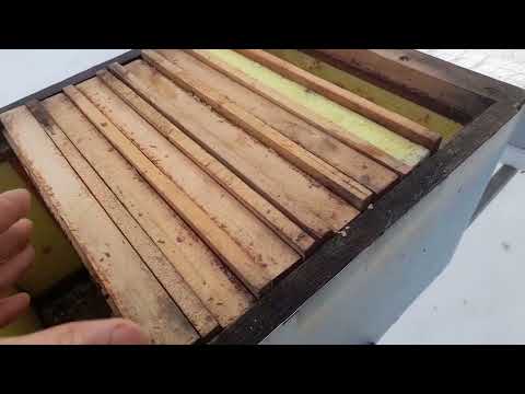 Видео: Зимівля нуклеусів, як , чому, які,?