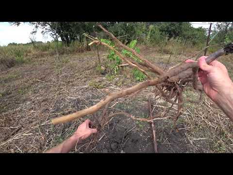 Видео: Павловния. Печалька ( часть 2)