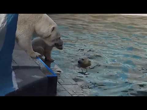 Видео: Девочка... Первый заплыв