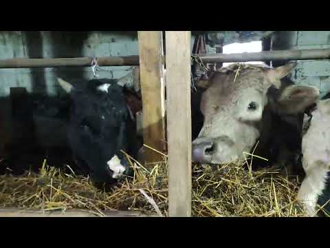 Видео: Бычки в Нижний Новгороде