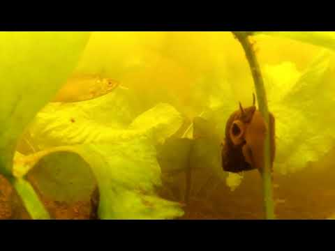 Видео: Химкинское водохранилище. Маяк. 31.05.2025.