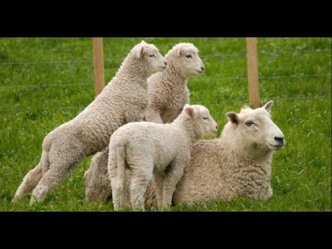 Видео: Рентабельность овцеводства. цены на корма (сено,солома,овес,ячмень)