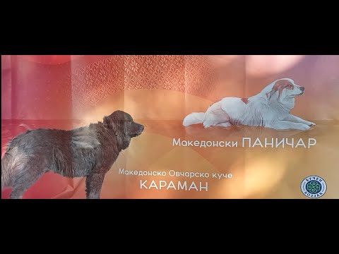 Видео: Документарен филм „Македонските раси на кучиња на ПЕТ ФЕСТ - 2025“