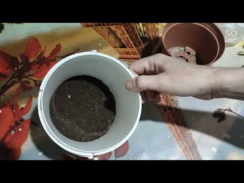 Видео: Традесканция Силламонтана вариегатная. укоренения и объяснения.