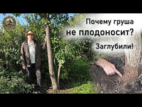 Видео: Почему груша не плодоносит? Заглубили!