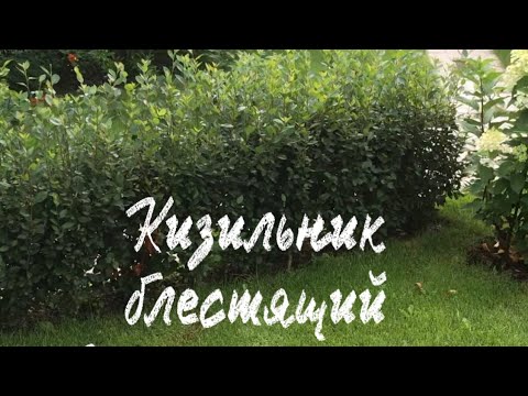 Видео: Кизильник блестящий ( живая изгородь)