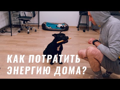 Видео: Нет возможности гулять? Что делать с собакой дома?