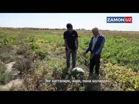 Видео: Иштихонлик Абдумажид Норбутаев 50 килограмлик Тарвуз етиштирди.