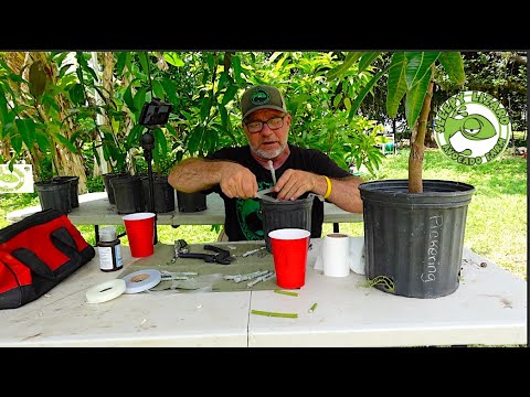 Видео: Как привить собственное манговое дерево