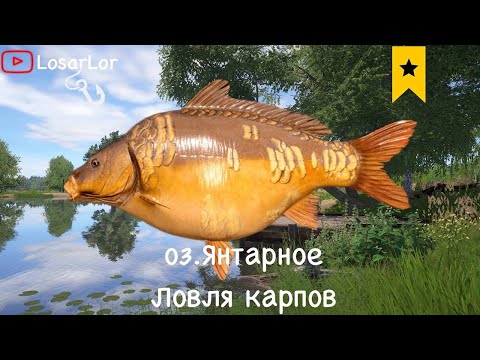 Видео: 3 Трофейных карпа ?? На Пляже Раздача ??? Russian fishing 4