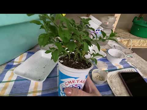 Видео: ПОЧЕМУ У ПЕТУНИИ ВЯНУТ НИЖНИЕ ЛИСТЬЯ.