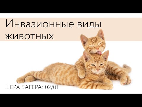 Видео: Инвазивные виды животных