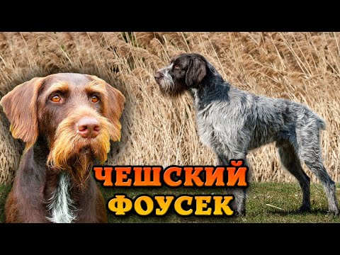 Видео: Чешский фоусек. Короли охоты с легендарным прошлым