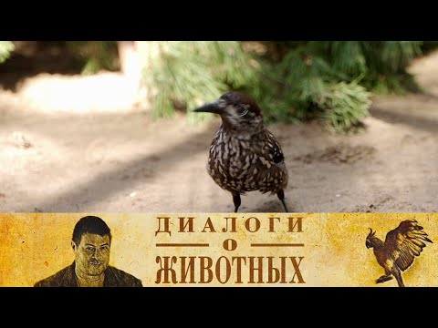 Видео: Новосибирский зоопарк. Серия 3 // Диалоги о животных @SMOTRIM_KULTURA