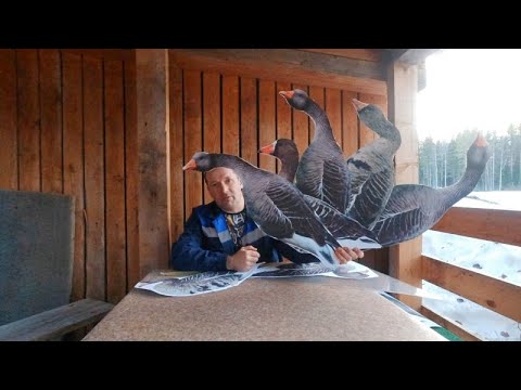 Видео: Наклейки на профиля гусей. Ответы на вопросы. #охотанагусей