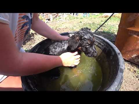 Видео: день второй купаем щенка