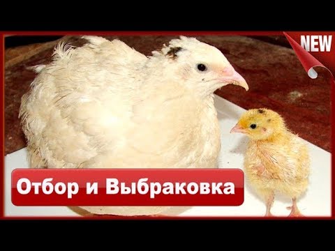 Видео: Перепела Техас отбор и выбраковка. Особенности содержания и выращивания перепелов.