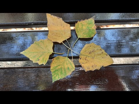 Видео: Ищу 🍁 позитив! Пятничный #влог  Осень в Самаре. #бабьелето