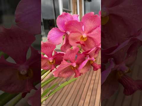 Видео: Полукруглая Ванда на палубе #орхидея #цветы