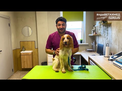 Видео: Когда можно стерилизовать собаку // #приВЕТАХМЕД