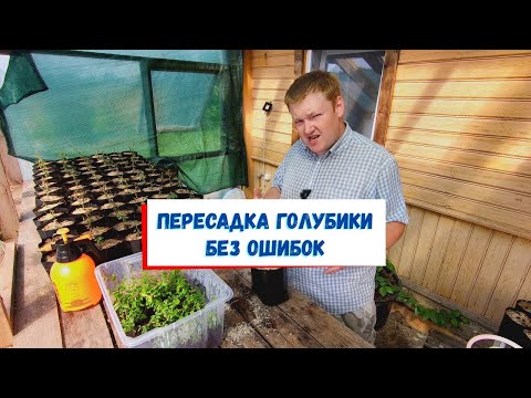 Видео: Как правильно пересаживать голубику