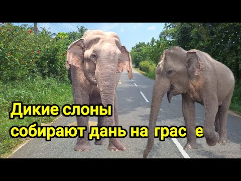 Видео: Слоны в дикой природе Шри-Ланки не боятся людей, а наоборот собирают угощения.